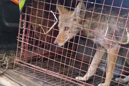Rescatan a cachorro de coyote en Colegio de Bachilleres en Acolman, Estado de México