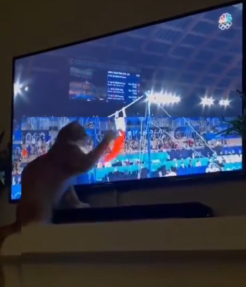 Video gato olímpico ayudando a un atleta que la rompe en Twitter
