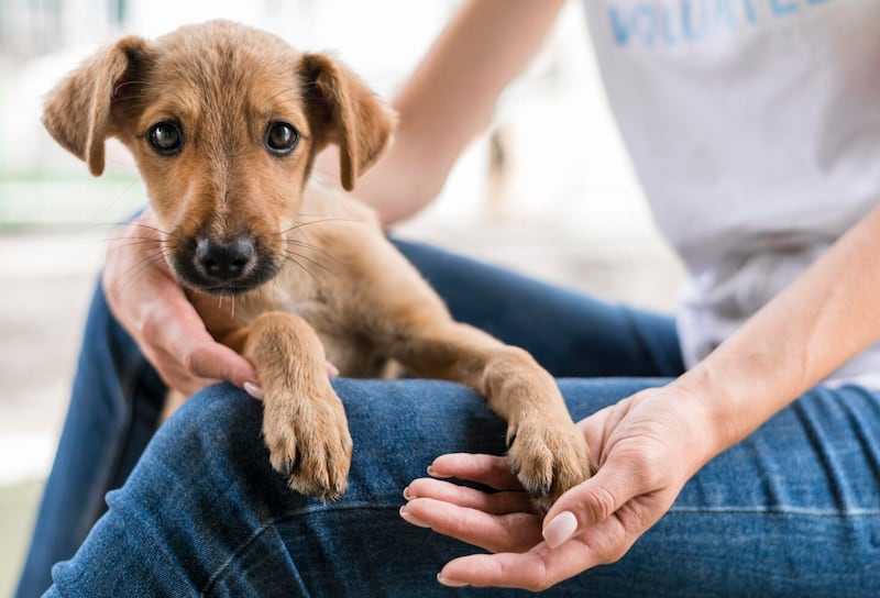 Adopta mascotas, no compres