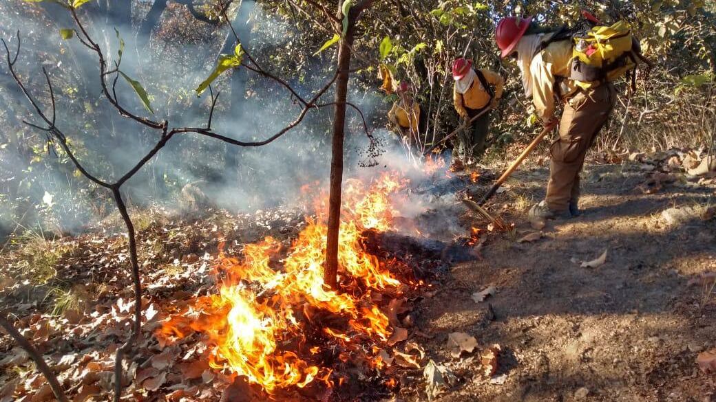 Jalisco, con mayor número de incendios en este 2024. Foto: Cuenta de X (@EnriqueAlfaroR)
