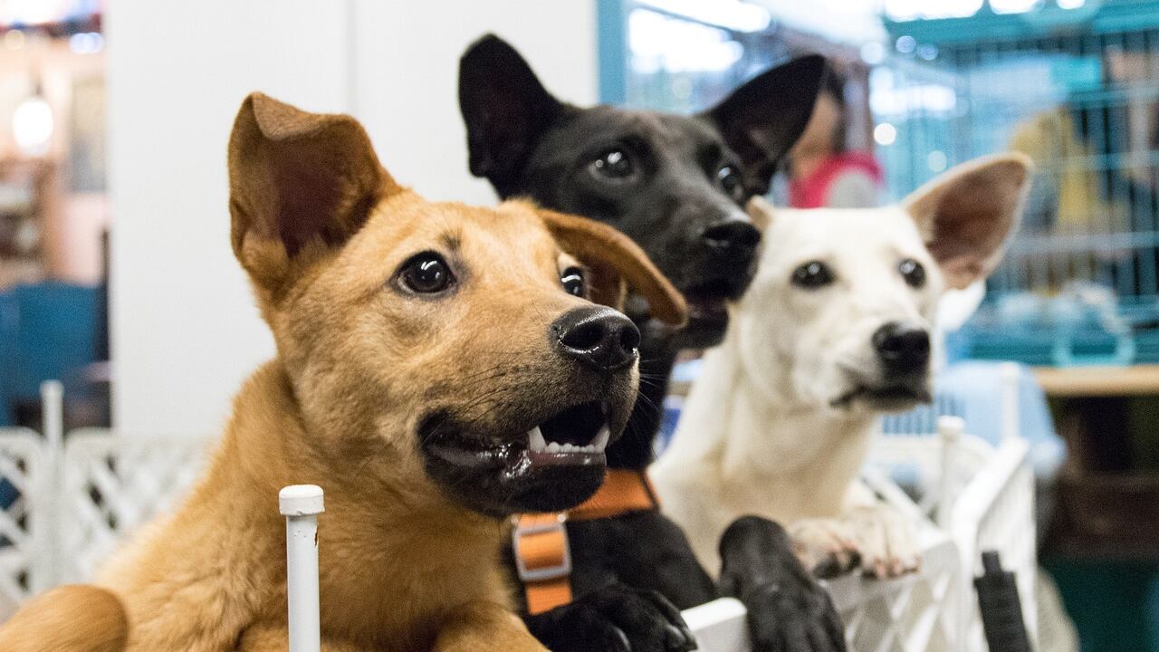 Perros en albergues