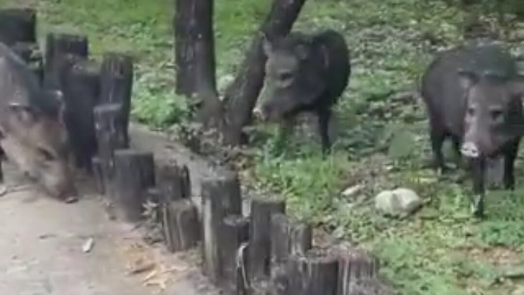 Esta vez, los jabalíes optaron por alejarse de la persona que los estaba grabando.