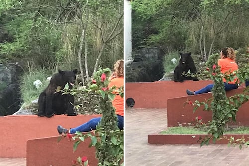 Estudiantes de la UANL se asustan ante la presencia de un oso negro