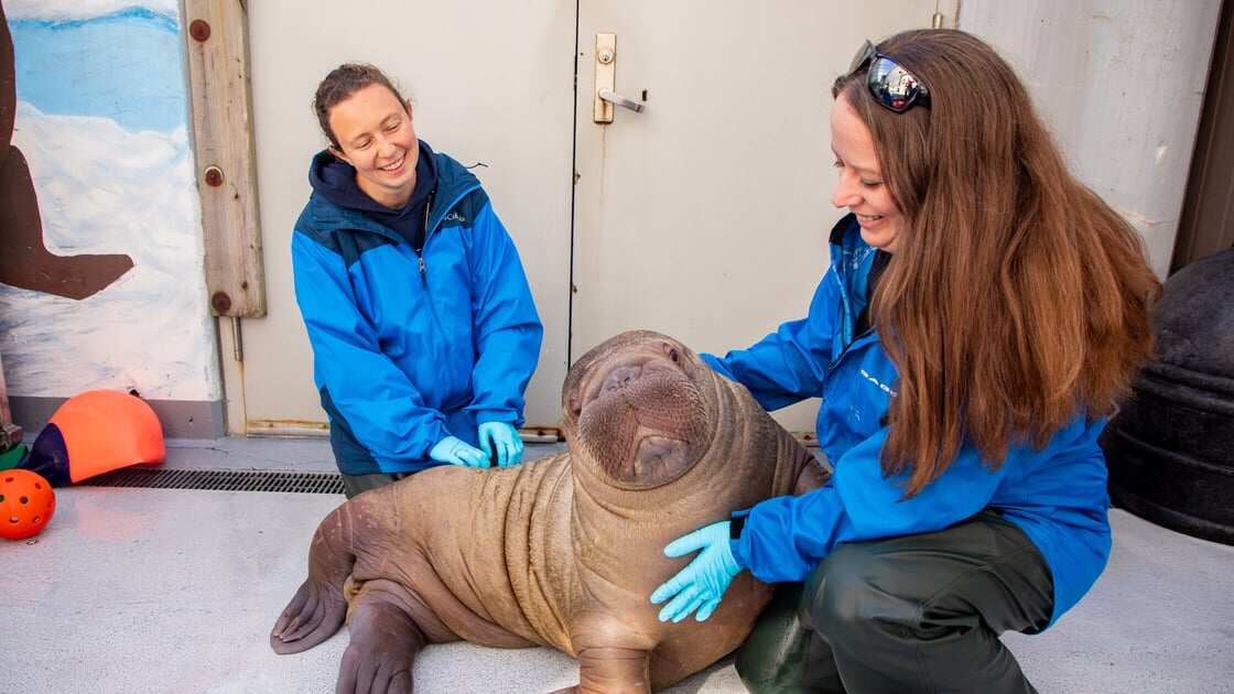 Podrás visitar al pequeño mamífero en el parque acuático de Orlando, que se ha establecido como su nuevo hogar