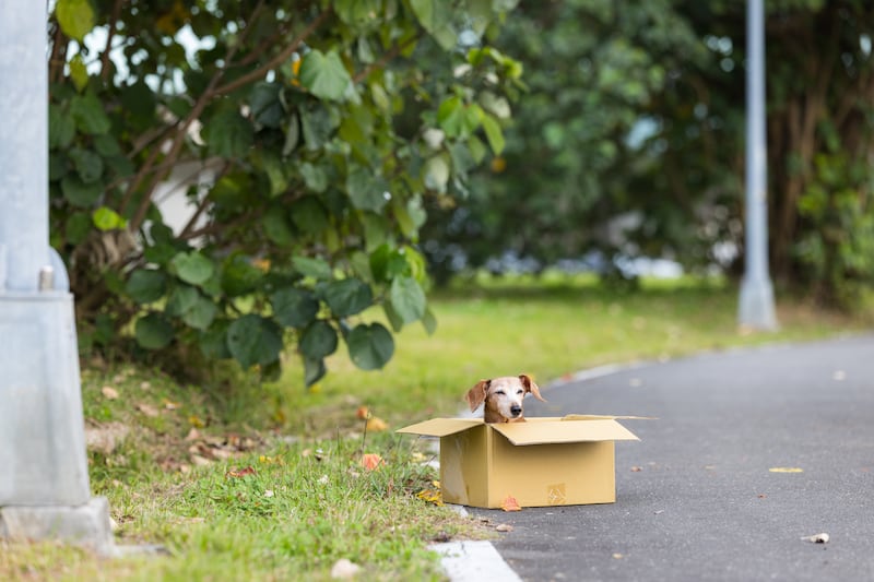 Maltrato de animales de compañía