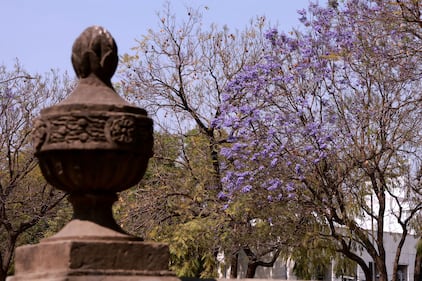 Comienzan a florecer las jacarandas de la Ciudad de México