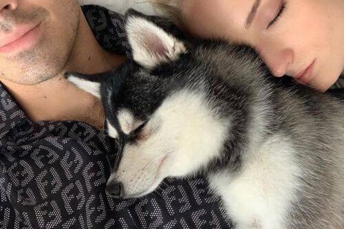 Sophie Turner y Joe Jonas se tatuaron a juego para honrar a su perro fallecido