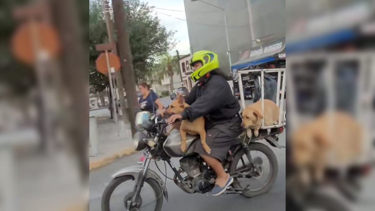 Los lomitos no parecen estresados en lo más mínimo.