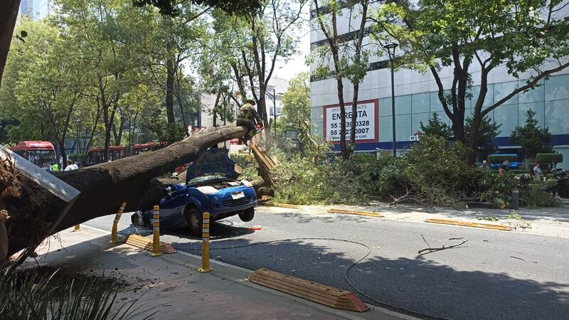 Árbol cae sobre vehículo en estación Nápoles del Metrobús
