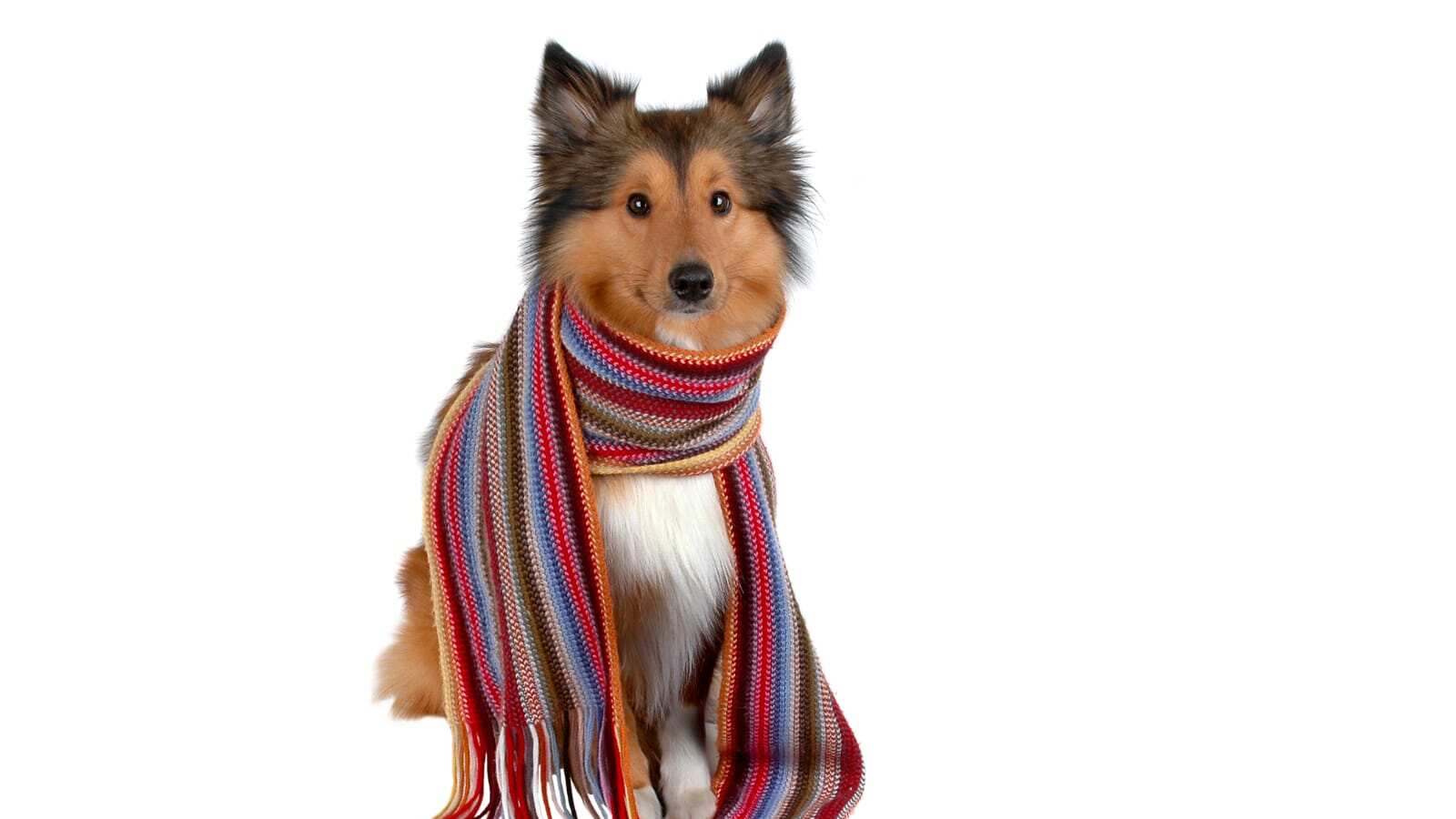 Además de un lugar seguro y alejado del frío hay que proporcionar a perros y gatos una buena alimentación.