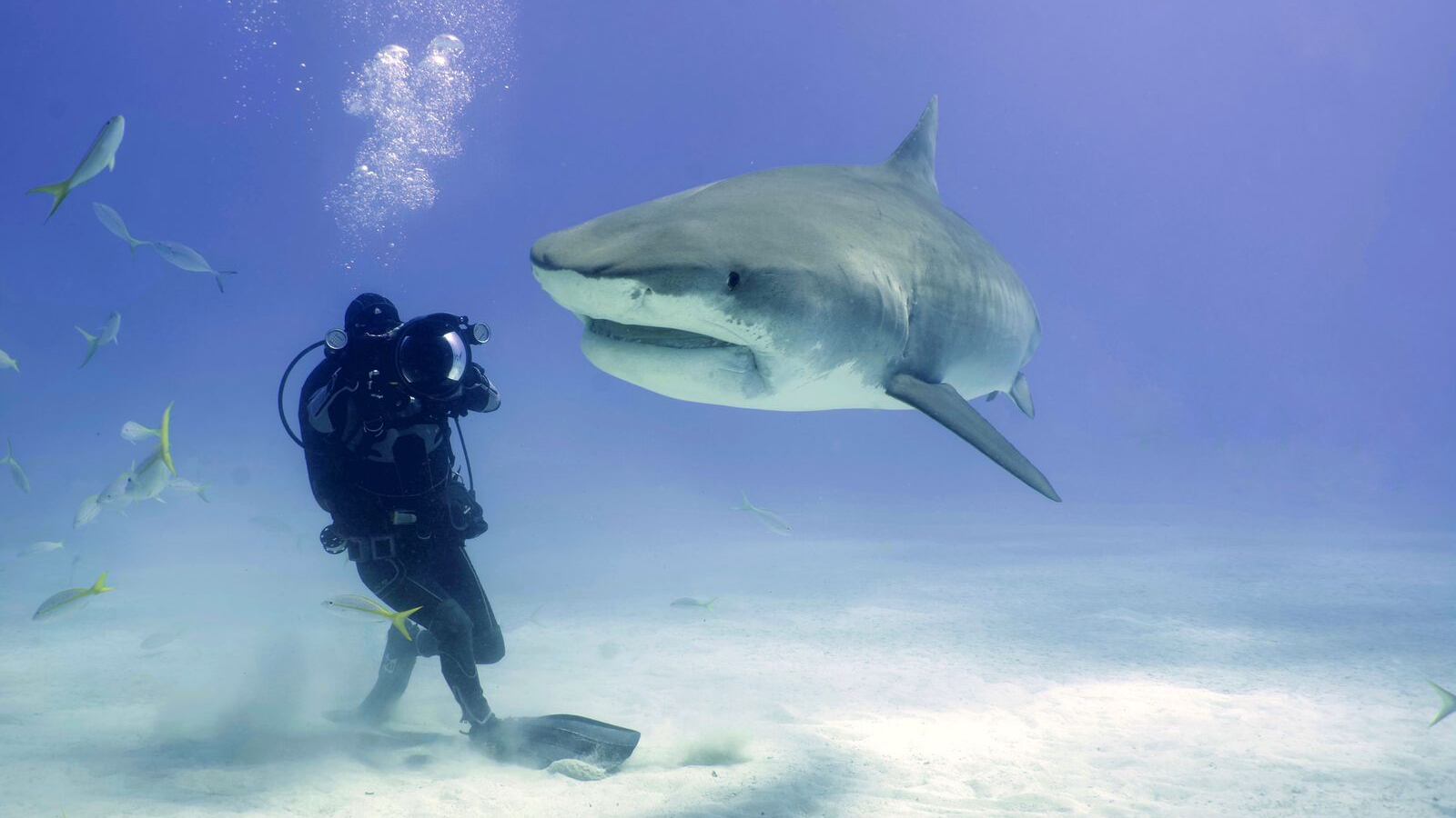 Luis Sánchez tiene más de 40 años de experiencia como buzo.