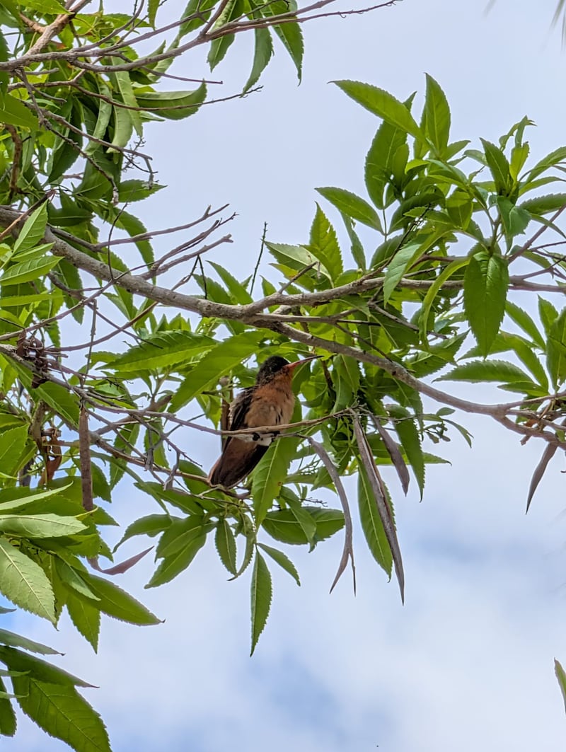De cárcel de máxima seguridad a Pueblo Mágico y reserva natural. Estos son los atractivos, actividades, hospedaje y experiencias que ofrece este archipiélago frente a las costas de Nayarit