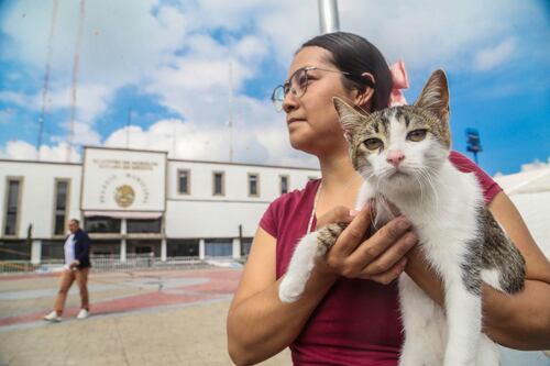 ¿Qué representan los gatos para los humanos, cuál es el vínculo que han creado?