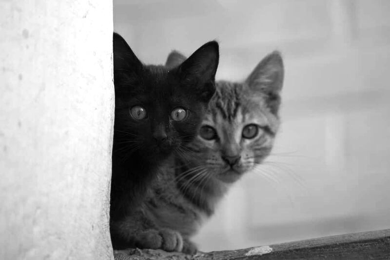 Los gatos son la mascota predilecta del 22.2% de los hogares mexicanos (Inegi)