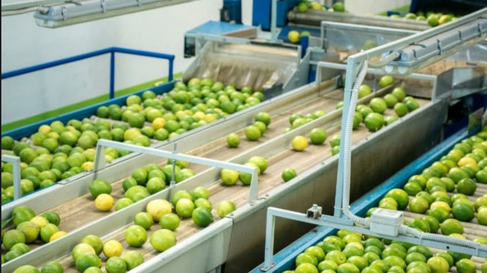 producción de limón