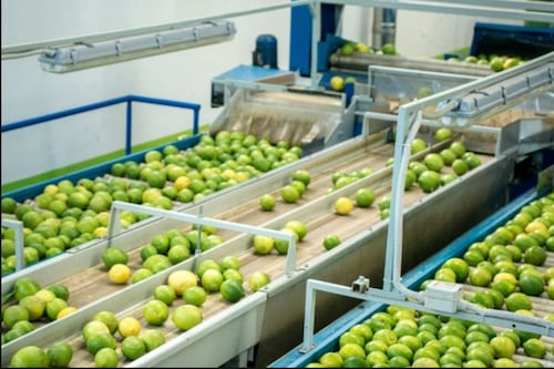 Negocio del limón despega: Mercado de cítricos se fortalece por aumento en inversiones