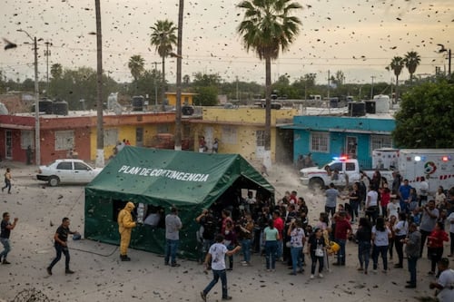 Plaga de moscas invade zona habitacional de Tizayuca; autoridades activan plan de contingencia
