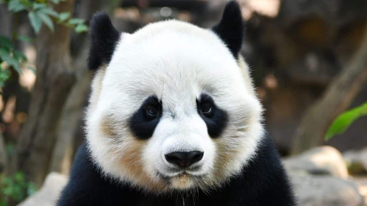 Chapultepec podría recibir un nuevo panda; Brugada confirma pláticas con China