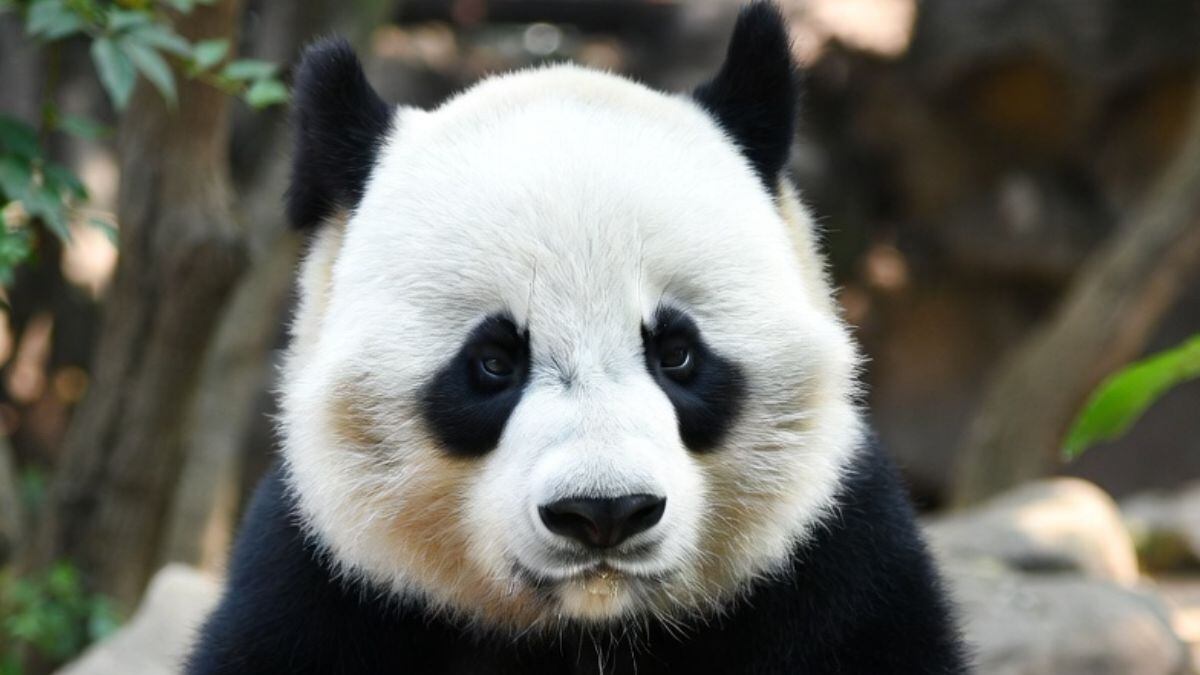 Chapultepec podría recibir un nuevo panda; Brugada confirma pláticas con China