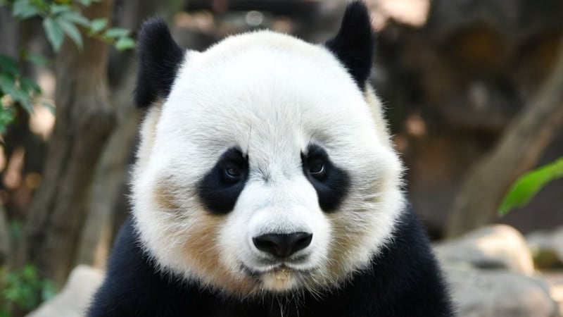 Chapultepec podría recibir un nuevo panda; Brugada confirma pláticas con China
