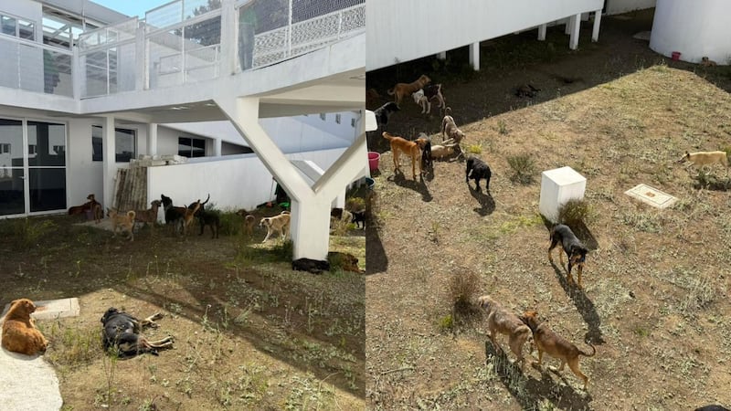 Perros rescatados del Refugio Franciscano