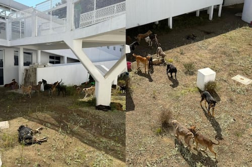 Clara Brugada traslada al Ajusco a 304 perritos rescatados del Refugio Franciscano para su rehabilitación y adopción