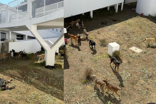 Ley de Refugios de Clara Brugada se presentará el 21 de enero ante el Congreso CDMX