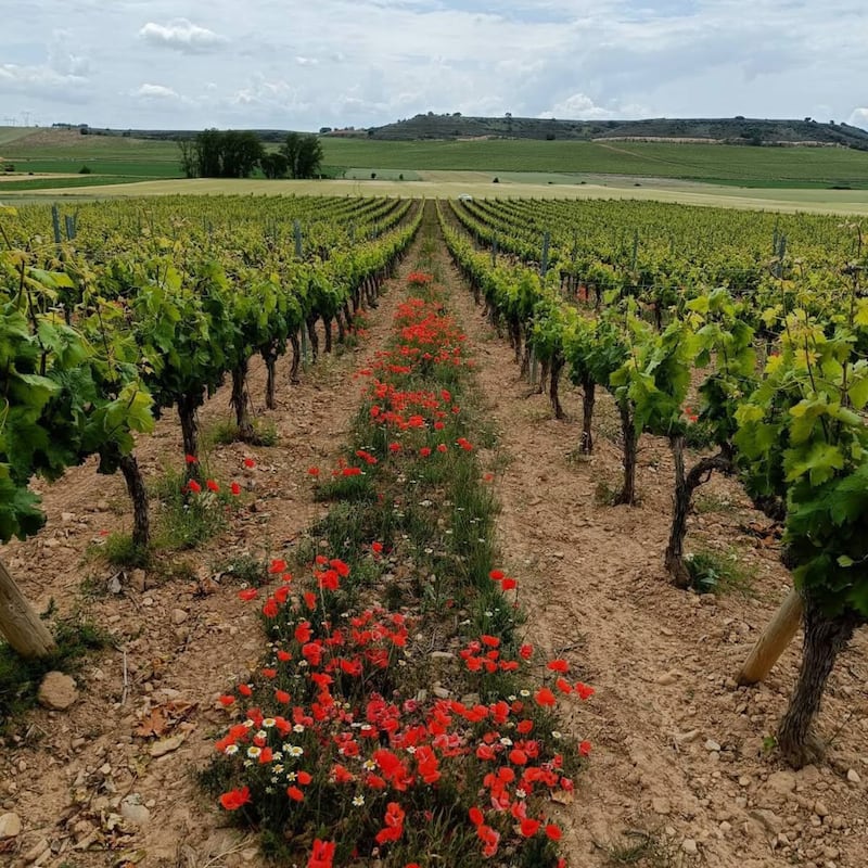 Vino Valenciso
