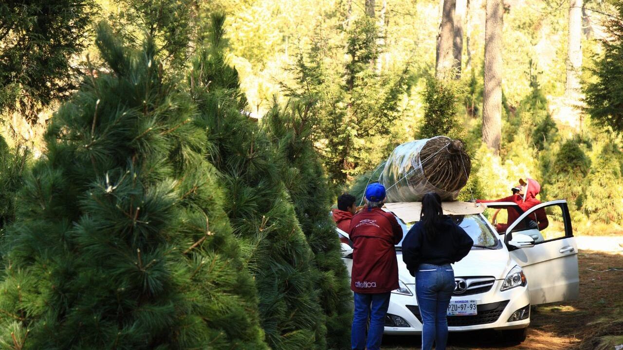 Árboles de Navidad naturales