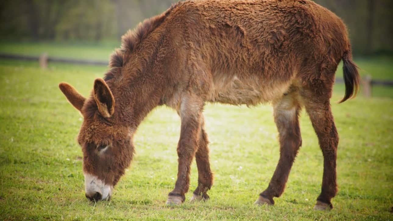 Congreso alista dictamen de ley de Bienestar Animal, tras caso de crueldad en Cadereyta