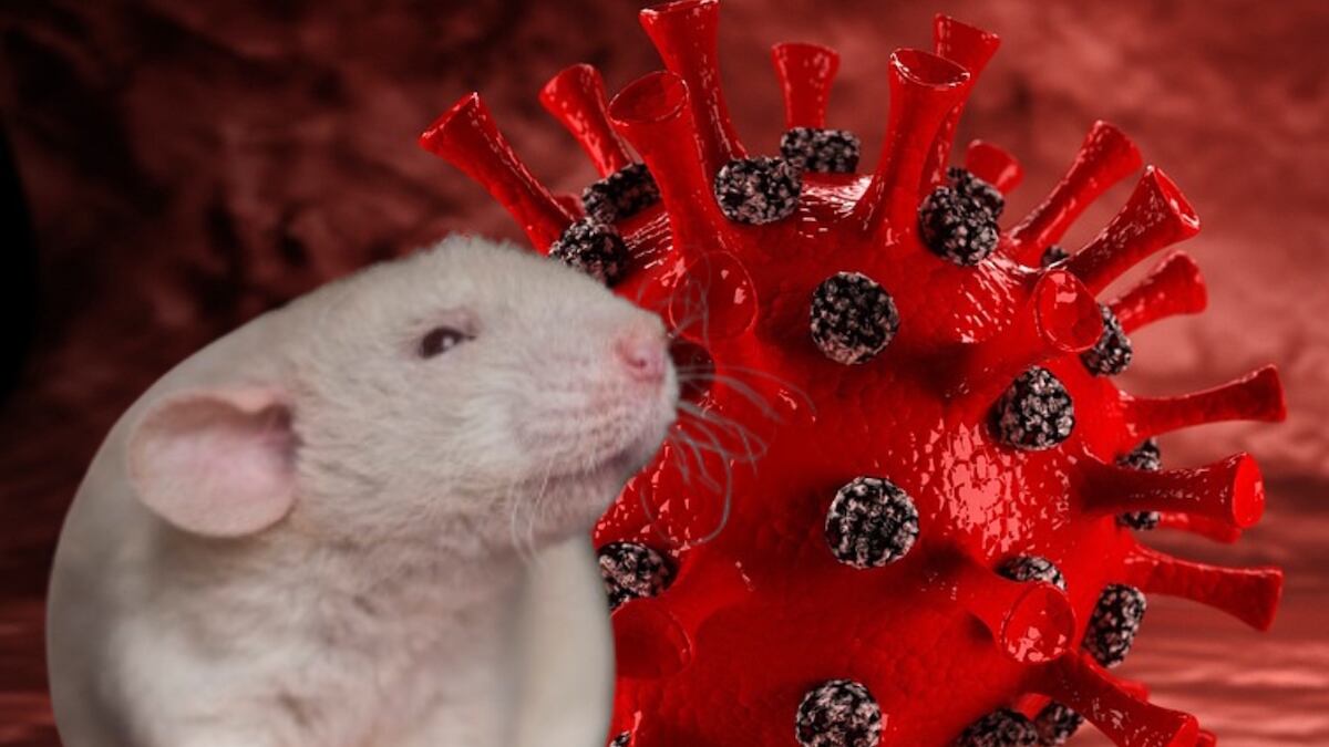 La cepa probada en ratones proviene de los pangolines. (Especial)