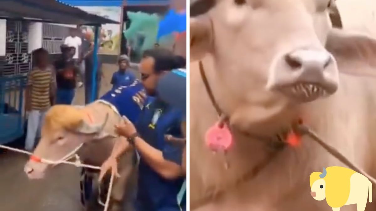 Viral.