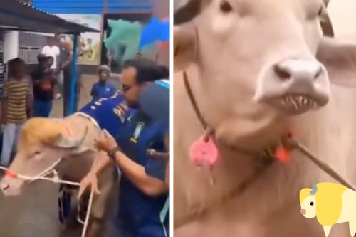¿Se salvó por los pelos? El búfalo ‘Donald Trump’ evita el sacrificio por su melena viral
