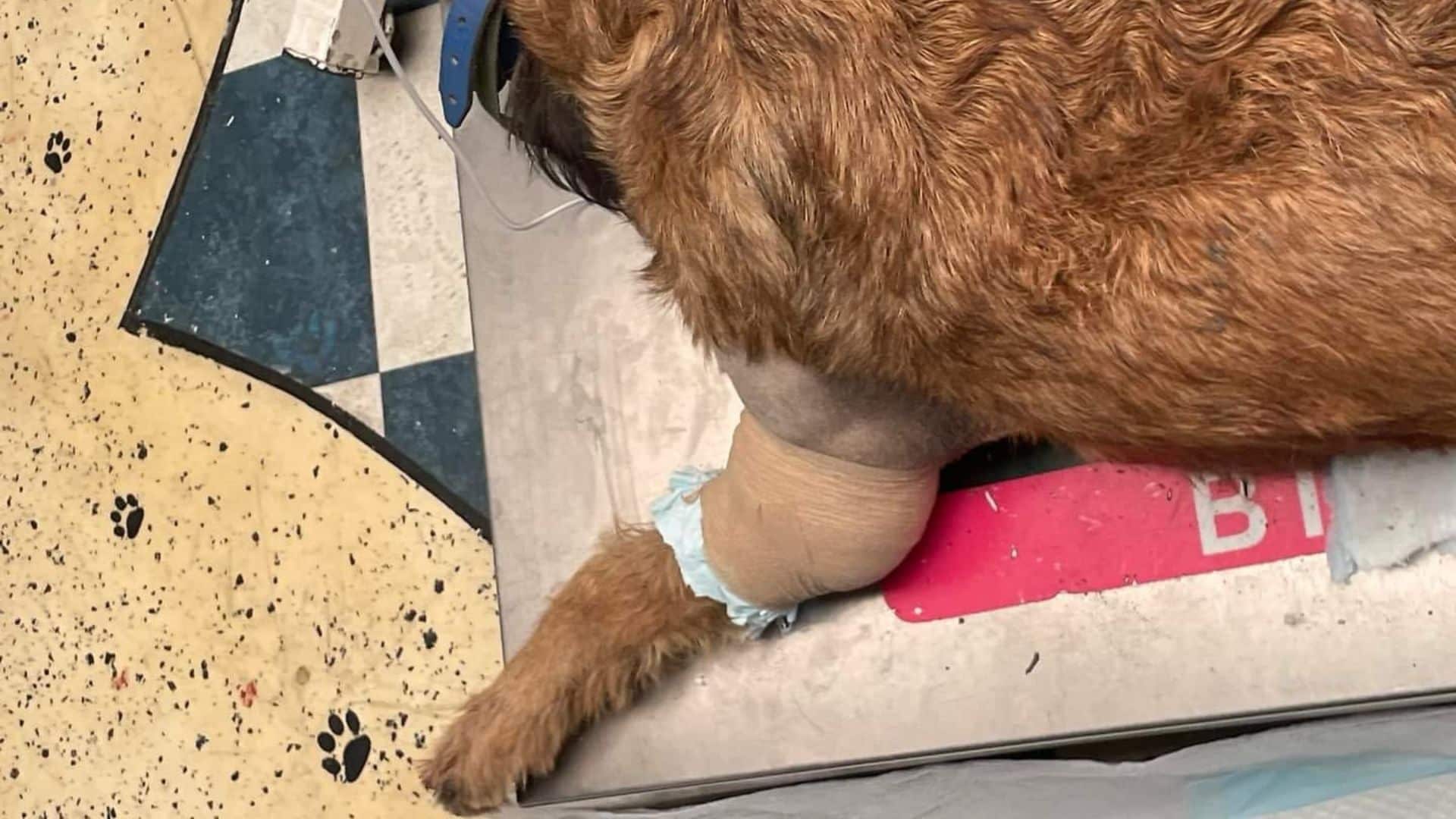 'Barbitas' vive en las inmediaciones de la Central de Abasto y es alimentada por los comerciantes.