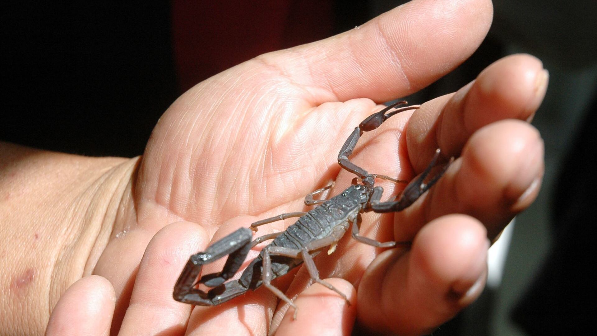 Falsifican antídoto Alacramyn usado contra picadura de alacrán