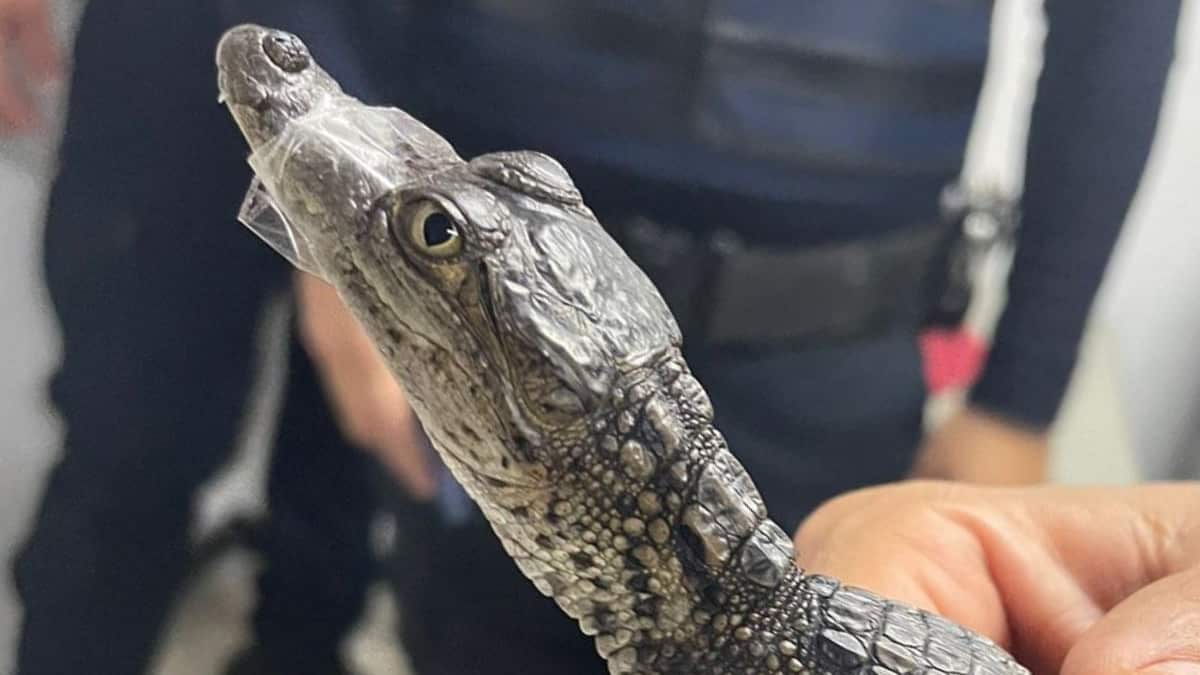Metro CDMX: Encuentran cocodrilo en la estación Río de los Remedios de la Línea B