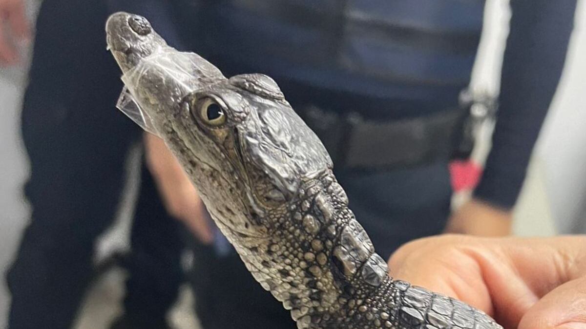 Metro CDMX: Encuentran cocodrilo en la estación Río de los Remedios de la Línea B