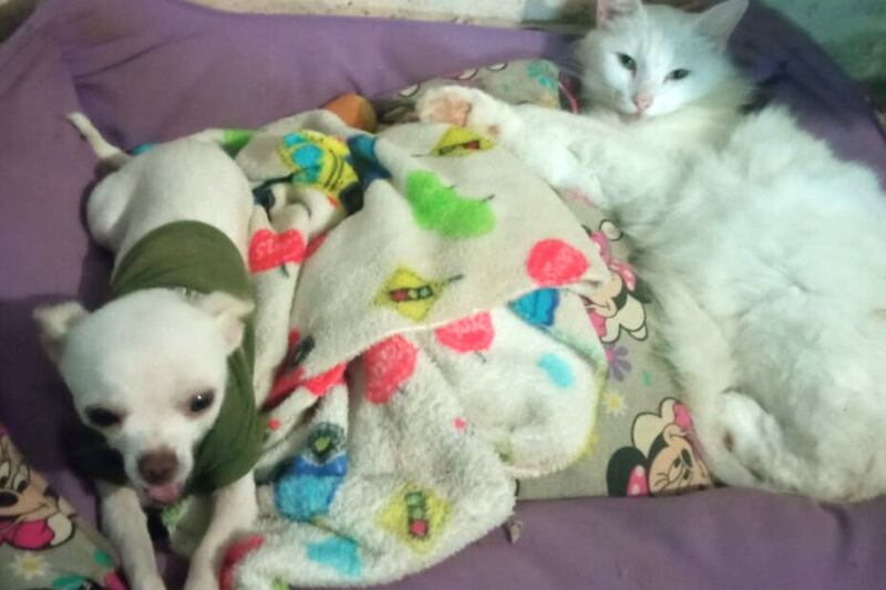 Falta de testigos impide que haya justicia para ‘Pincky’, perrito que enfrentó a asaltante