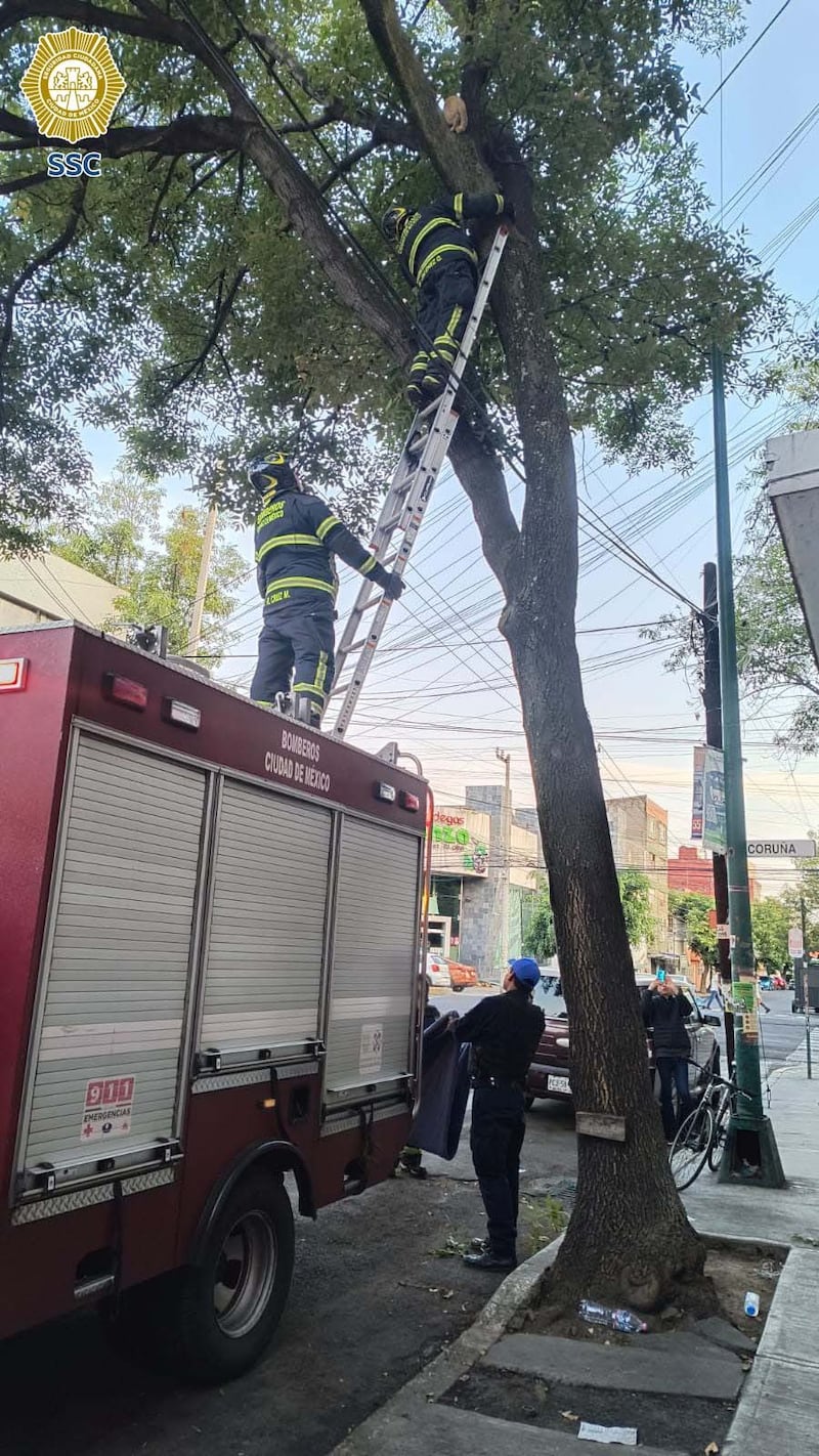 Gato atrapado en árbol de 15 metros es rescatado por policías y bomberos