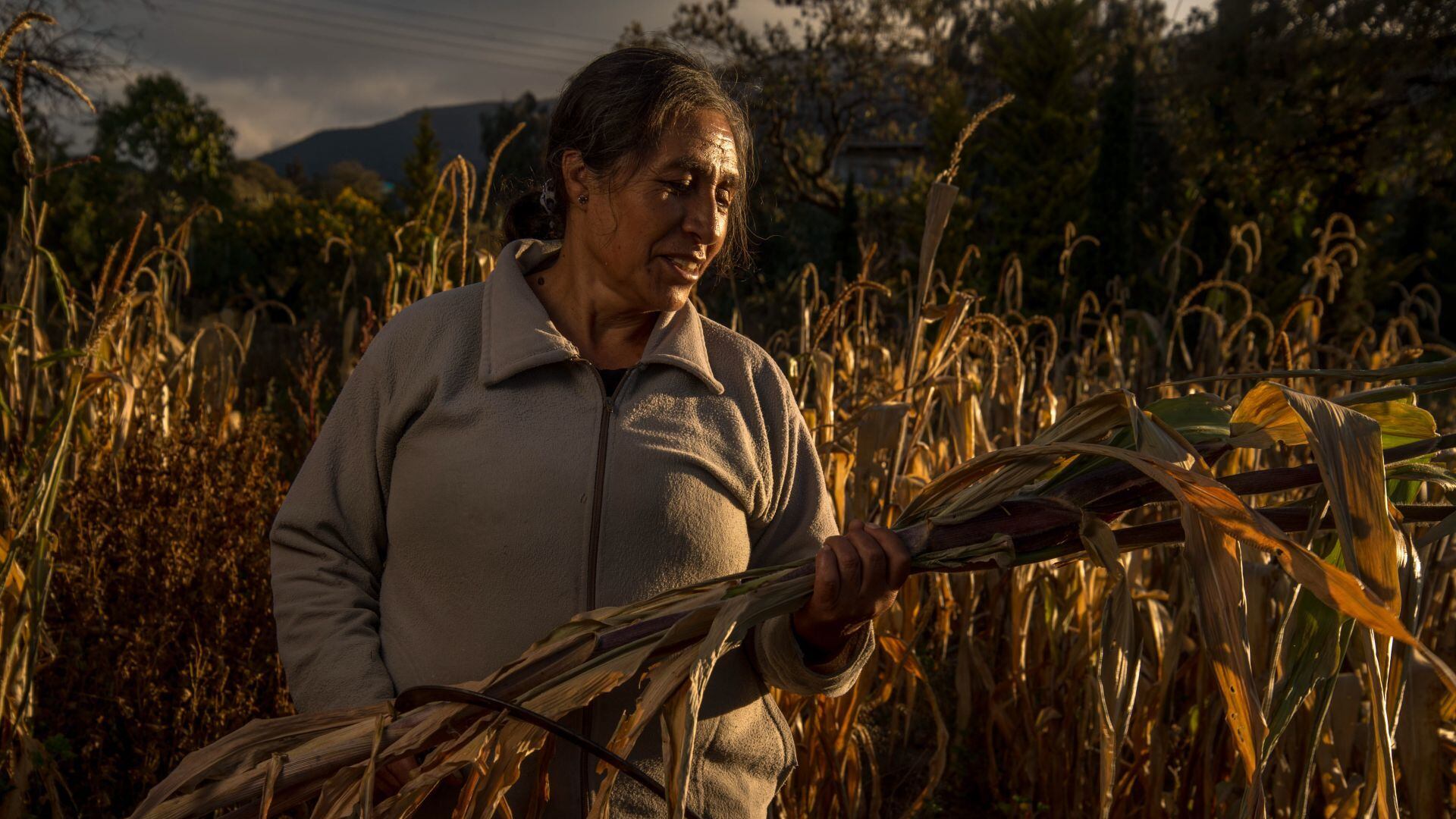 Diputados del Verde en Edomex piden sancionar bombardeo de nubes