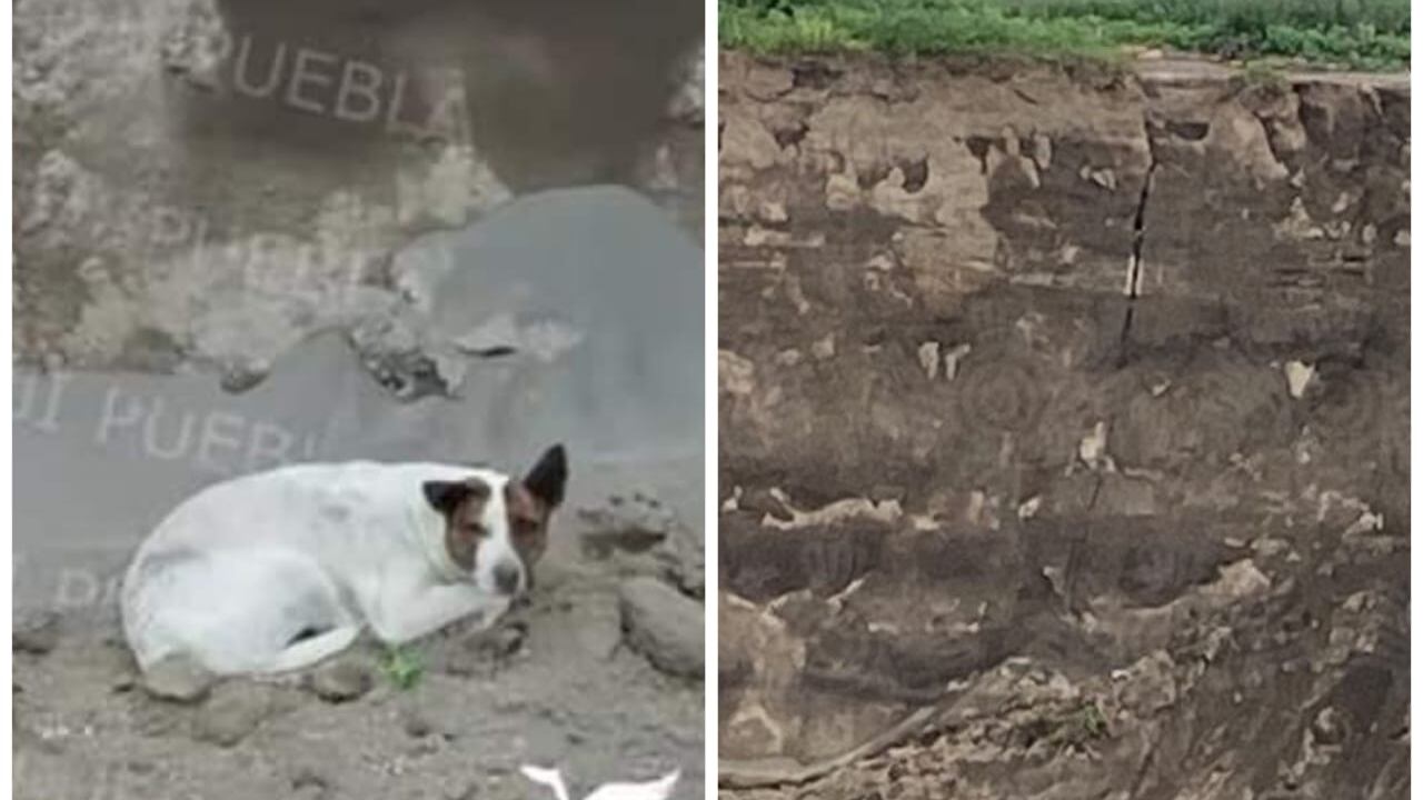 Cae tercer perrito al socavón; sale por su cuenta