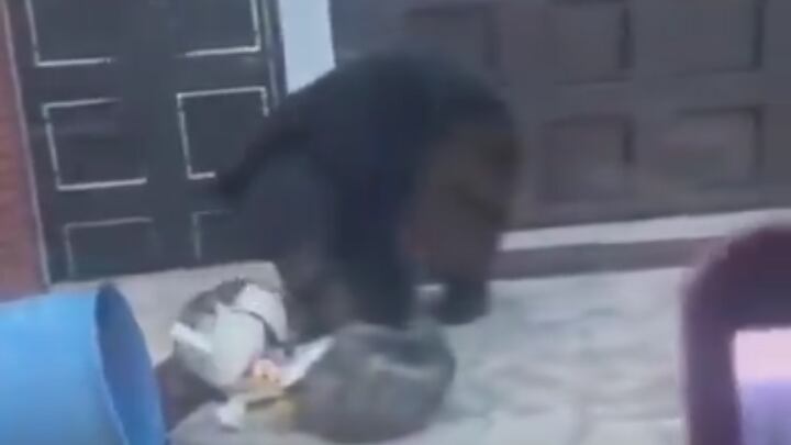 Ni siquiera la presidencia del automóvil logró distraer al oso.