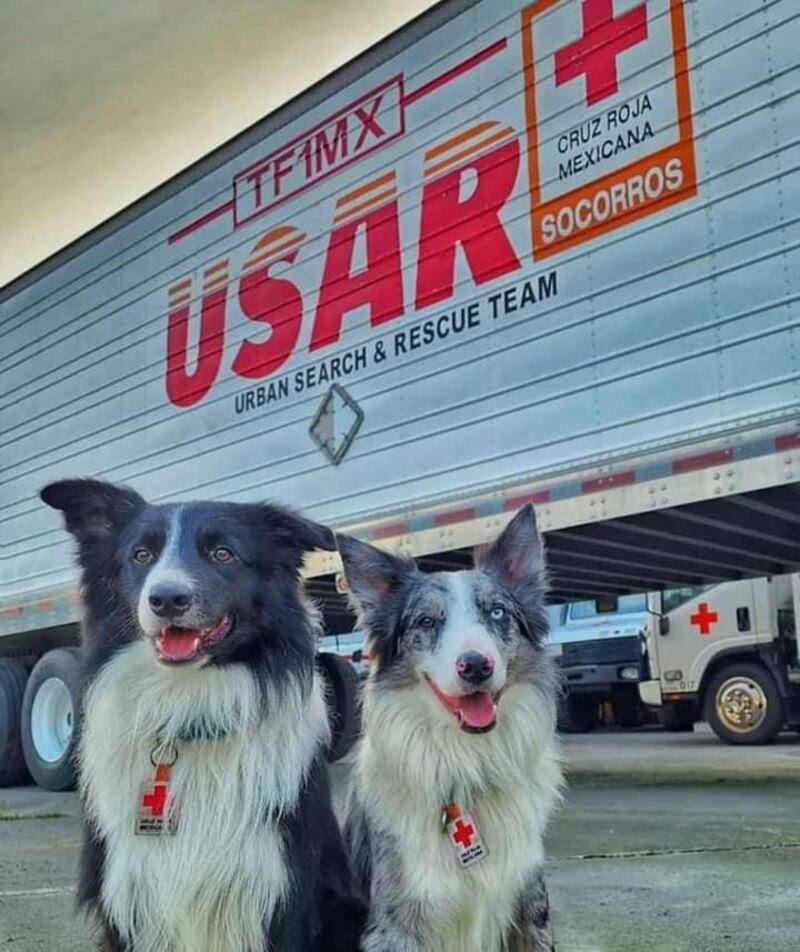 Los lomitos ayudarán en las labores de rescate. (Cruz Roja Mexicana)