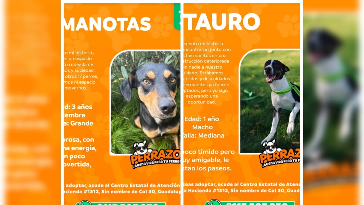 Los perritos solamente esperan una oportunidad para encontrar un hogar.