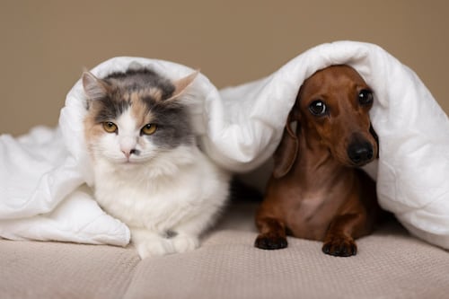 Dormir con tu mascota trae muchos beneficios a la salud de ambos