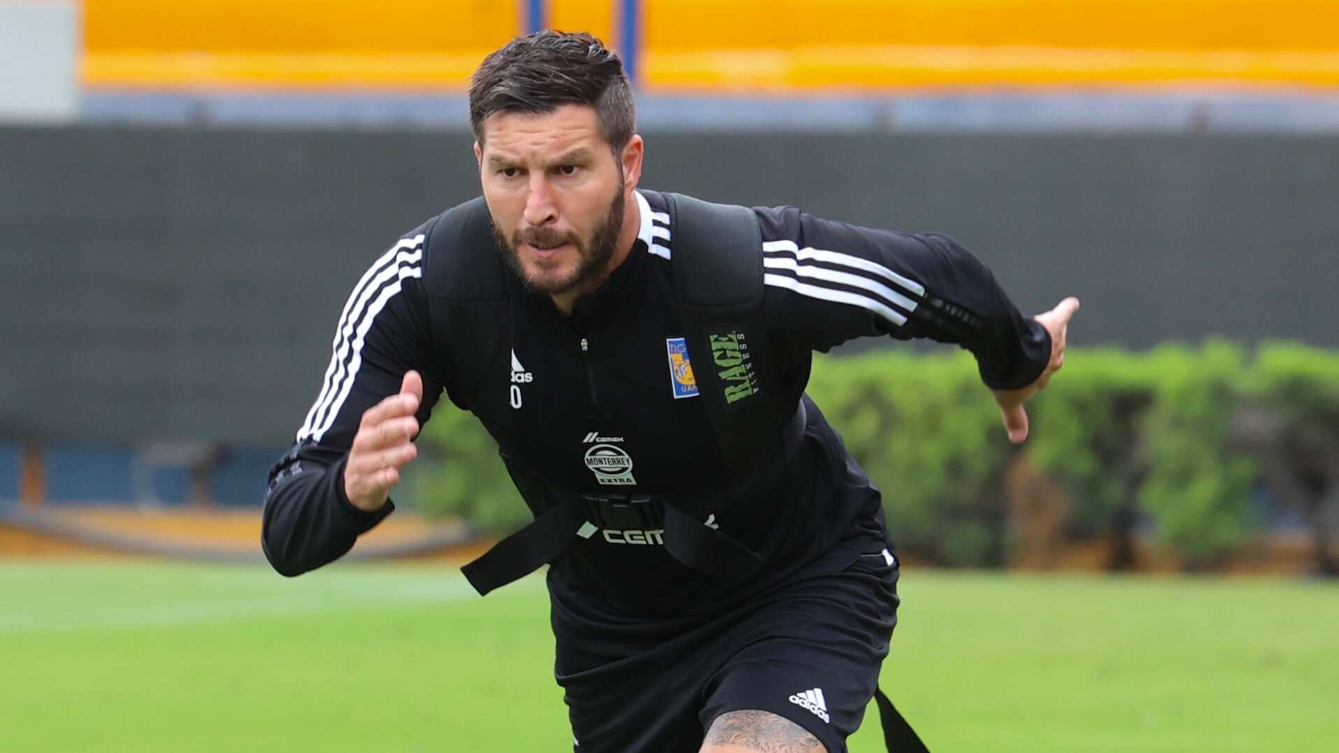 Gignac, Tigres