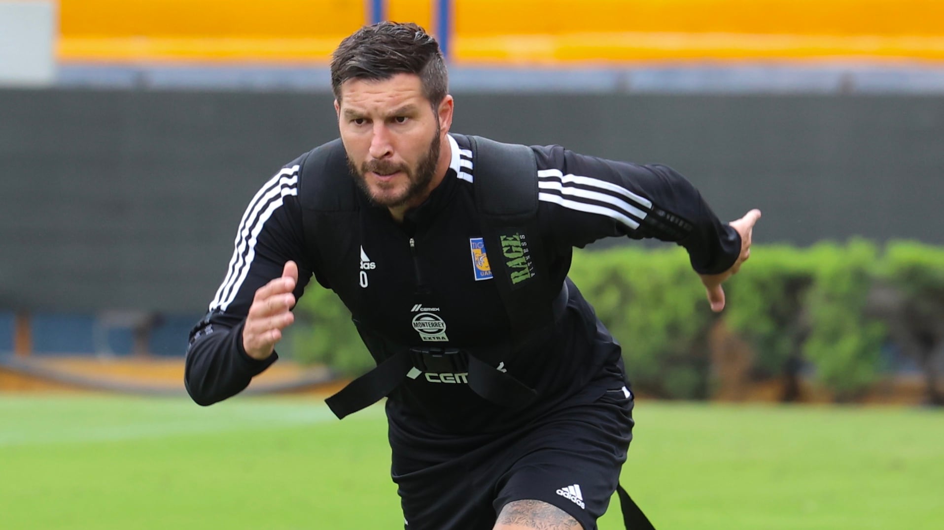 Gignac, Tigres