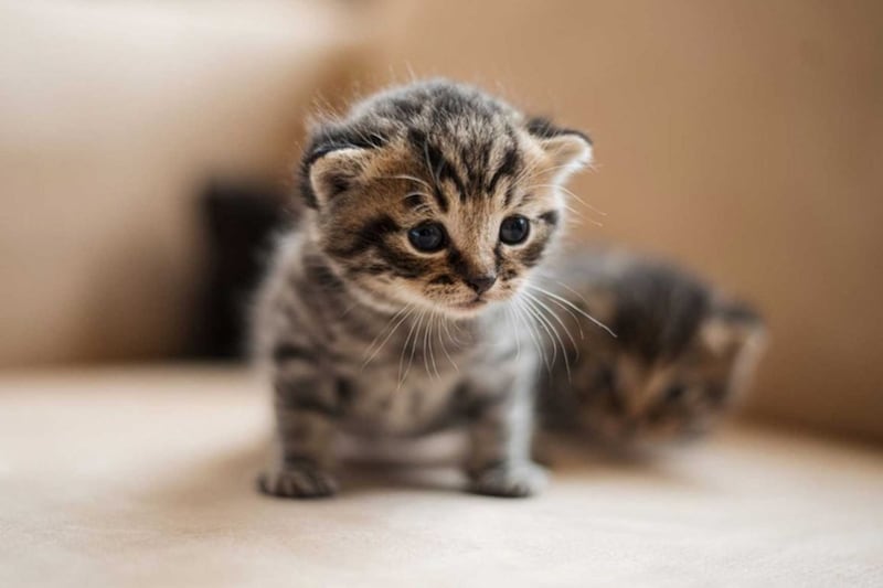Gato pequeño
