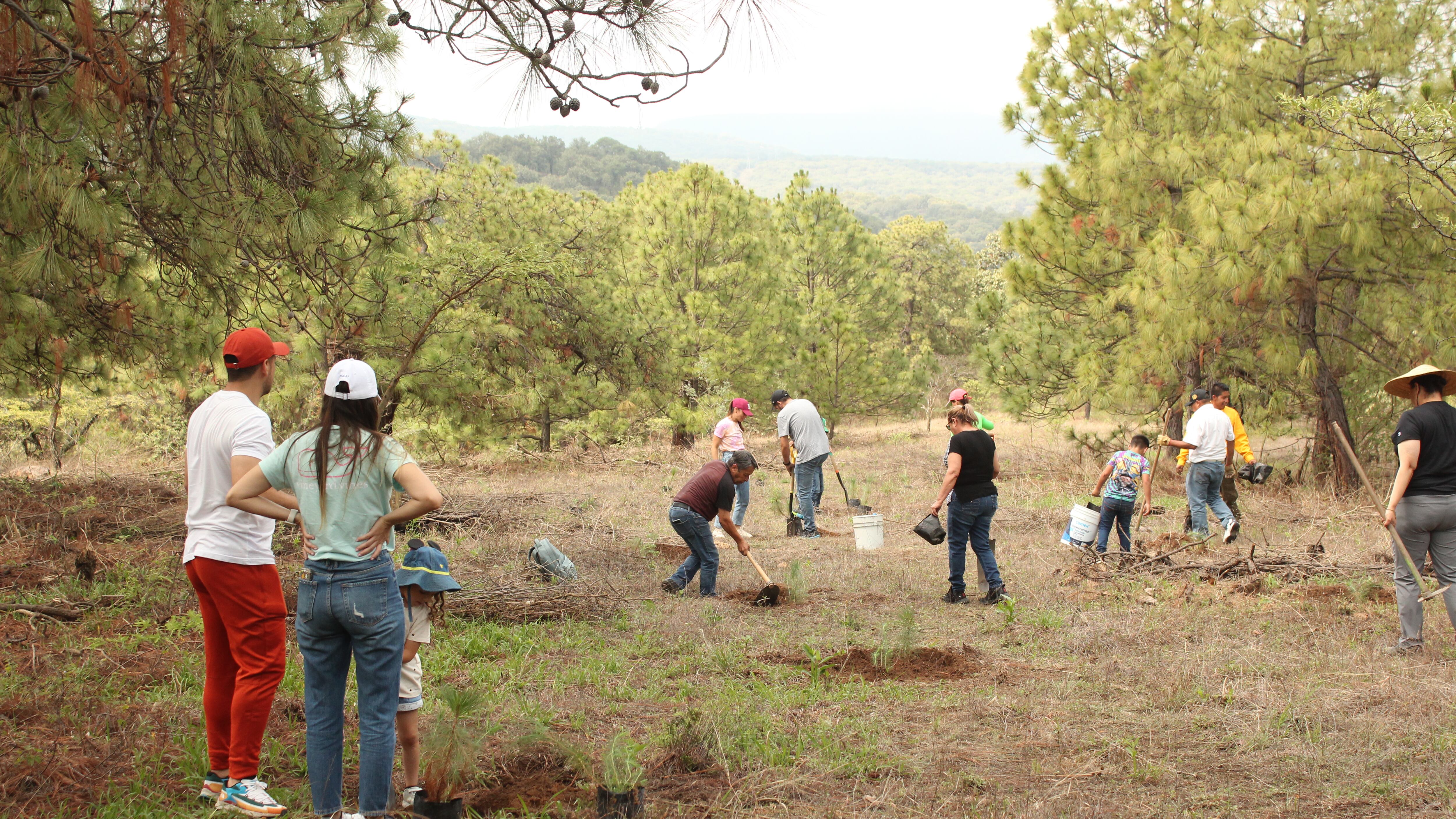 Plantarán 30 mil árboles en La Primavera.