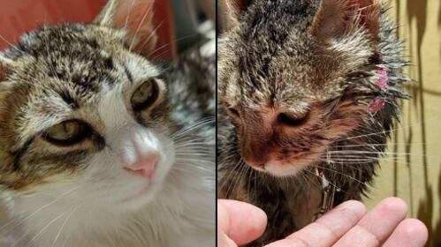 De acuerdo con Animales CDMX, también se aseguraron conejos, mismos que hasta el momento no han aparecido.